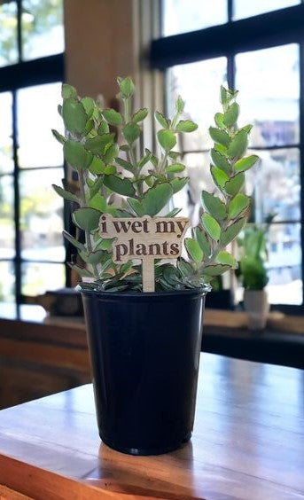 I Wet My Plants - Plant Stake